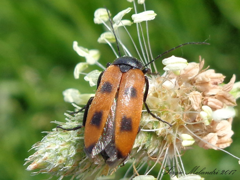 Meloidae - Euzonitis quadrimaculata